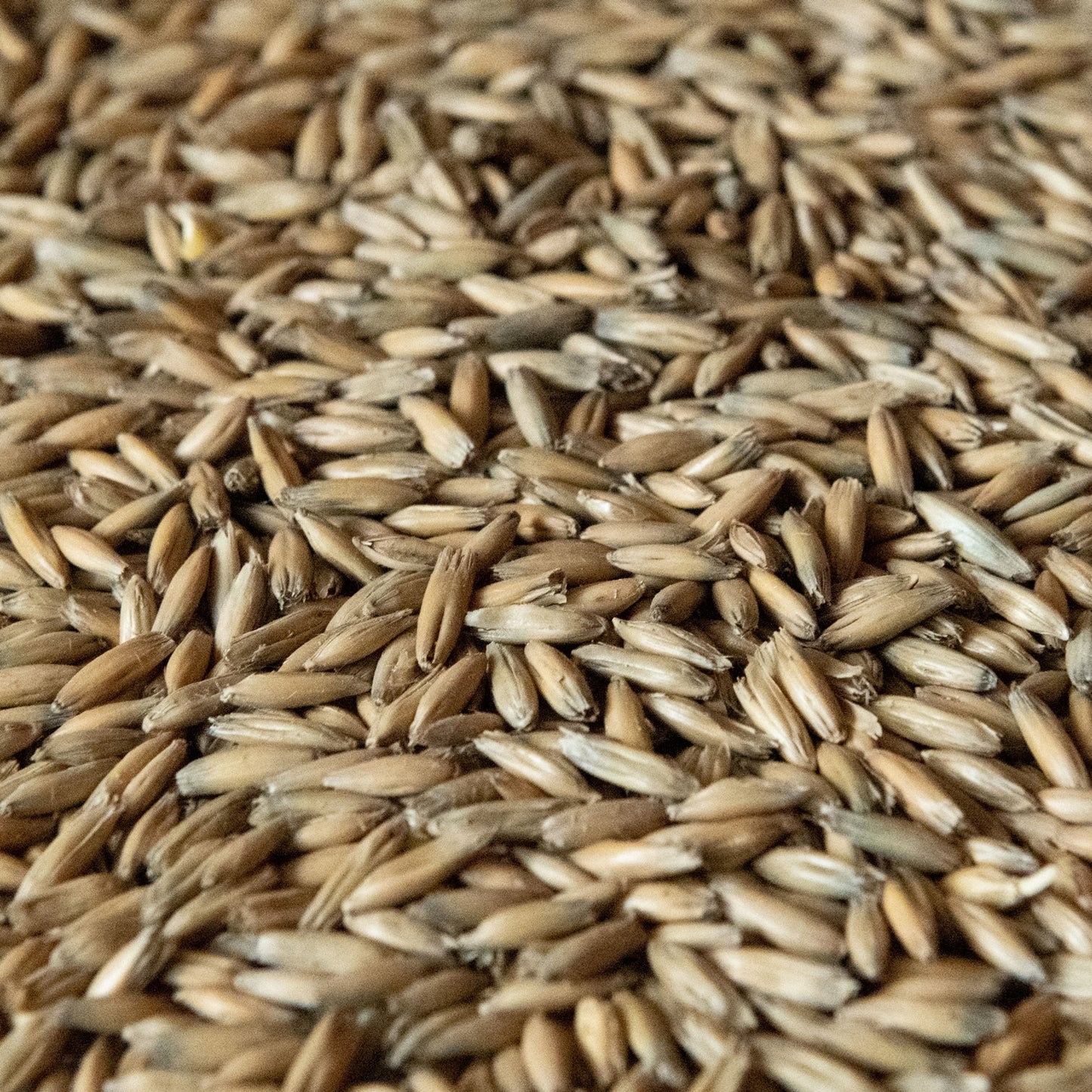 Malted Oats Rahr Malting