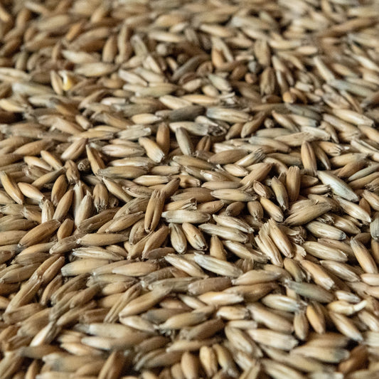 Malted Oats Rahr Malting