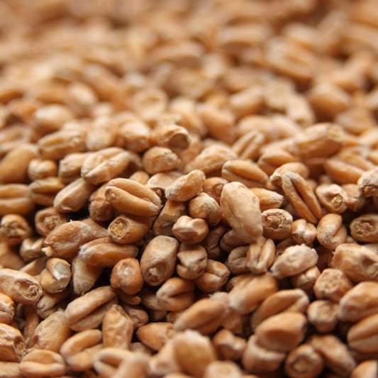 Red Wheat Malt