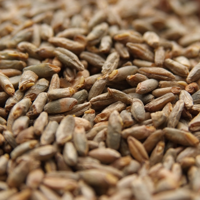 Rye Malt