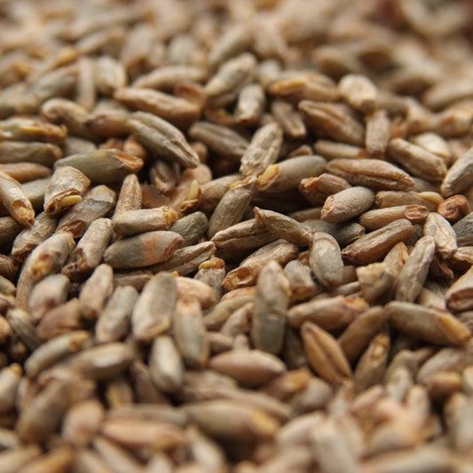 Rye Malt